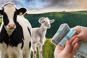 Увага!!! Бюджетні дотації за утримання великої рогатої худоби, кіз та овець будуть відновлені у 2024 році