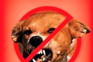 Сказ – смертельна небезпека для тварин та людей!