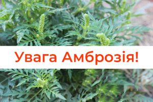 Увага амброзія!