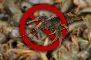 З грудня у Сумській області вводиться заборона на лов раків