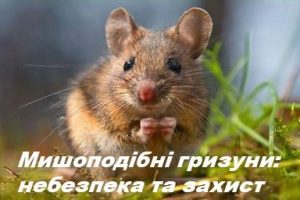 Мишоподібні гризуни: небезпека та захист