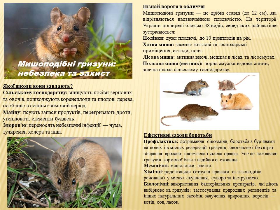 Мишоподібні гризуни: небезпека та захист