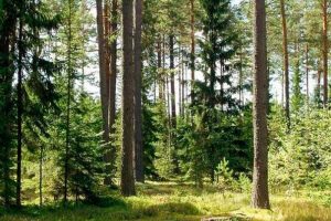 ПРО ДОТРИМАННЯ ВИМОГ ЛІСОВОГО ЗАКОНОДАВСТВА УКРАЇНИ В ЧАСТИНІ ПОРЯДКУ ТА УМОВ СПЕЦІАЛЬНОГО ВИКОРИСТАННЯ ЛІСОВИХ РЕСУРСІВ