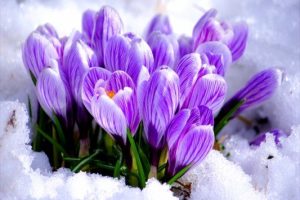 Повідомляємо про посилення заходів щодо збереження ранньоквітучих об’єктів рослинного світу