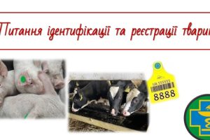 Про ідентифікацію та реєстрацію тварин