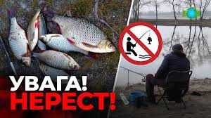 Нерест під захистом: на Сумщині рибалкам встановили обмеження