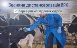 Весняна диспансеризація домашніх тварин