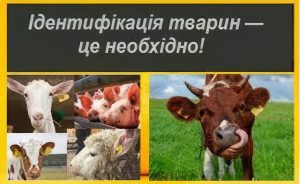 У рамках щорічної акції «За чисте довкілля» та дня благоустрою на території громади проведено роботи з благоустрою та санітарного очищення населених пунктів