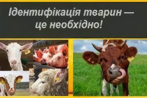 У рамках щорічної акції «За чисте довкілля» та дня благоустрою на території громади проведено роботи з благоустрою та санітарного очищення населених пунктів