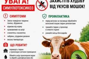 Увага: симуліотоксикоз! Як захистити худобу від смертоносних укусів мошок Увага: симуліотоксикоз! Як захистити худобу від смертоносних укусів мошок