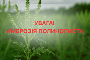 Амброзія полинолиста Амброзія полинолиста