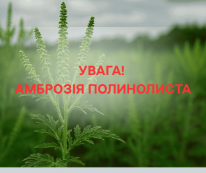 Амброзія полинолиста Амброзія полинолиста